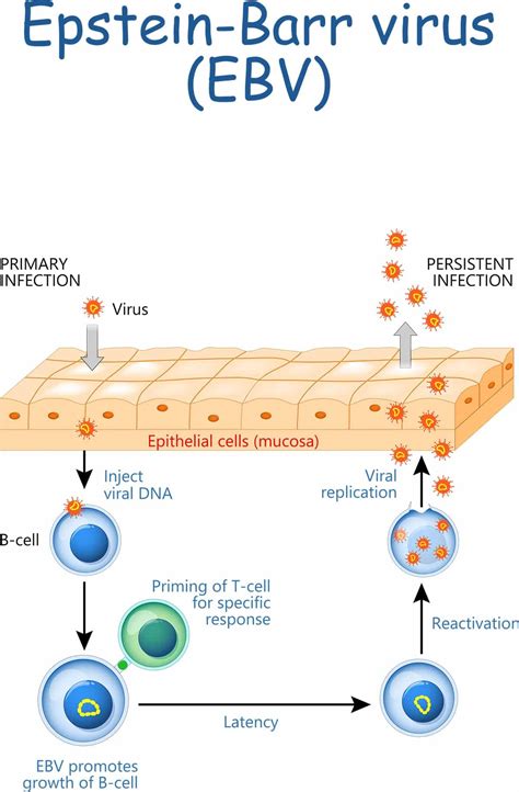 elisa test ebv|ebv testing history.